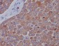 Anti-Mitofusin 2 MFN2 Rabbit Monoclonal Antibody